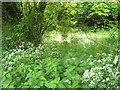 White flowers on path passing Steep House