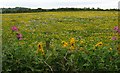 Colourful meadow at Chwaen-newydd