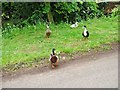 Local residents in Mill Street