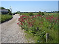 Unmade road at Felixstowe Ferry