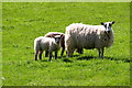 Ewe and Lambs near Blackdykes, Formal