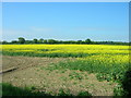 Farmland West of Moor Cottage Farm