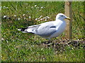 A Herring Gull