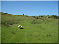 Clwydian Way Ascending Bryn Alyn