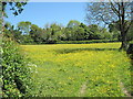 Field of Buttercups