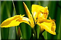 An Iris in full bloom at Balgavies Loch Wildlife Reserve