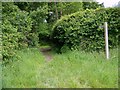 Bridleway near Lickfold