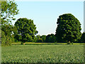 Trees and cereal crop, east of Eastcourt