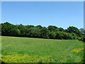 Field near Gerson Farm