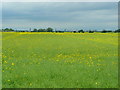 Somewhere over the rapefield