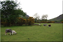 NY1808 : Sheep grazing in Upper Wasdale (2) by N Chadwick