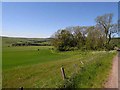 NU0112 : Field and copse near Prendwick by Oliver Dixon