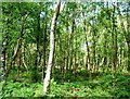 Woodland by the Ravenglass & Eskdale Railway line (2)