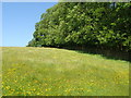 Buttercup meadow