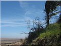 Windswept tree at Royal Oak Point