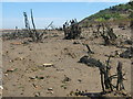 Dead trees in the beach