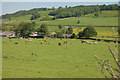 Cows of many Colours