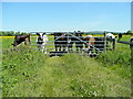 Curious cattle