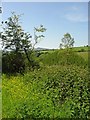 Roadside buttercups and a lone birch: Ffynnon-ddu, Eglwyswrw