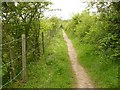 Path to Bunny from the Old Wood