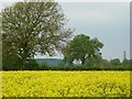 Field near Bunny