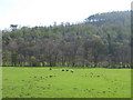 NY7857 : Pastures and woodland near the River West Allen at Whitfield by Mike Quinn