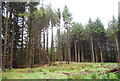 Conifer Trees, between the Eskholmes