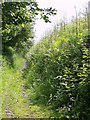 Restricted byway near Trotton