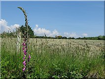 R9107 : Foxglove and Hayfield by kevin higgins