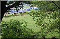 NY1500 : Fisherground Campsite through the trees by N Chadwick