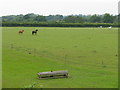 Equine Playground