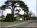 Cedar tree, Myton Road