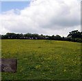 Field above Rhydcymerau.