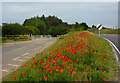 Road verge, Haughley New Street