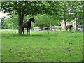 SJ7190 : Partington - Horses Grazing by Peter Whatley