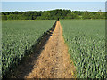 TL6555 : Path through the wheat by Hugh Venables