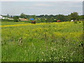 Horse Paddock By The A6144