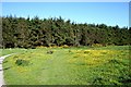 Corsehill Buttercups