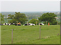 Redwell Wood Farm - cows