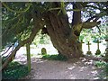 Yew Tree, St Mary