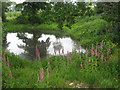 Small pond in Orchard