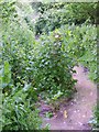 Footpath to Fishpond Cottages