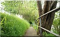 Anglers path, River Lagan, Belfast