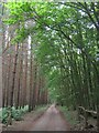 Track in Old Park Wood