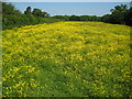 Kings Langley: Barnes Farm buttercups