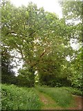 SZ0795 : East Howe: large oak in Puck’s Dell by Chris Downer