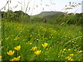 Meadow above Camms