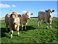 Cattle at Breedless Farm