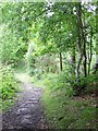 Bridleway near Stedham