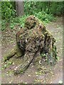 Moss covered tree stump